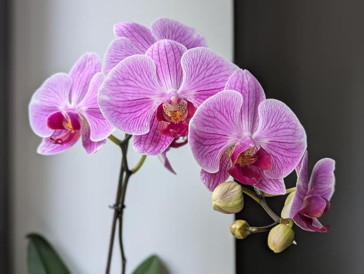 100 Life Lessons - People are like orchids and cacti