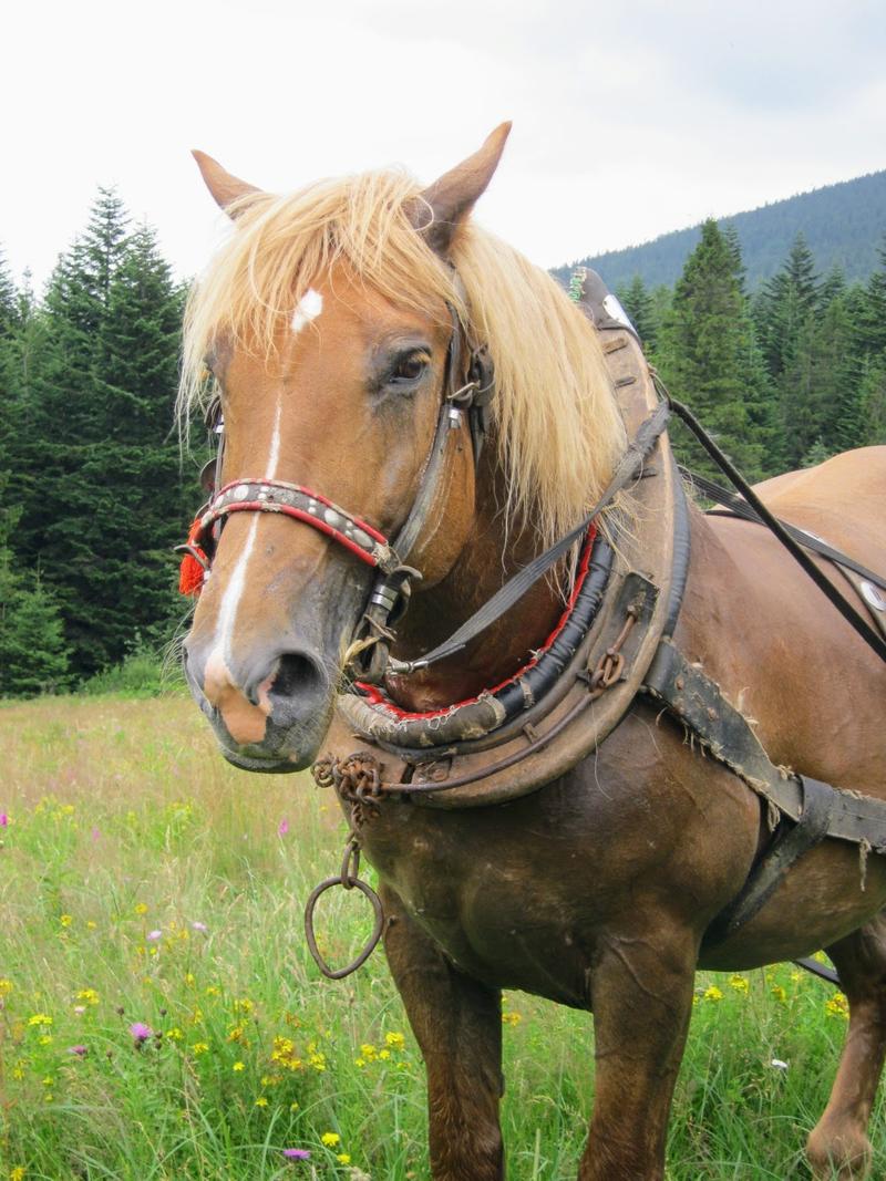 100 Life Lessons - a workhorse